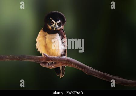 Spectacled Owl (Pulsatrix perspicillata) - Bird of Prey Stock Photo
