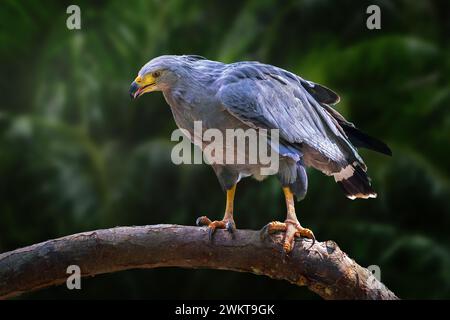 Chaco eagle buteogallus coronatus hi res stock photography and