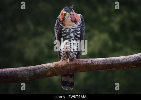 Ornate Hawk-eagle (Spizaetus ornatus) - Bird of Prey Stock Photo