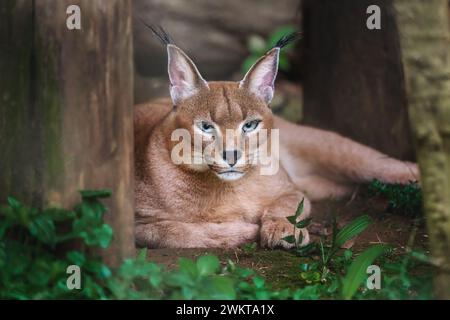 Caracal (Caracal caracal) or Desert Lynx Stock Photo