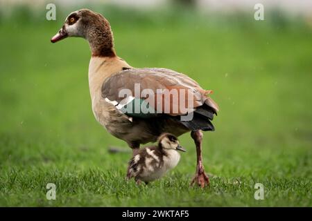 An Egyptian goose and its gosling in St James Park, London. Heavy downpours and strong gusts could bring flooding and disruption to parts of England and Wales on Thursday. Picture date: Thursday February 22, 2024. Stock Photo