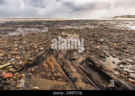 Beast from the east storm scoured this beach & removed sand  exposing a petrified forest & ship wreck which is a remnant from the last ice age 7,000 y Stock Photo