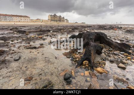 Beast from the east storm scoured this beach & removed sand  exposing a petrified forest which is a remnant from the last ice age 7,000 years ago, Red Stock Photo