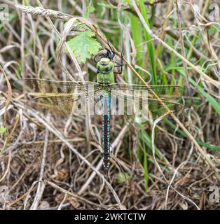 Emperor Dragonfly Anax imperator, female clinging to a grass stem to feed on the red-tailed bumble bee she just caught in flight,heathland Norfolk Stock Photo