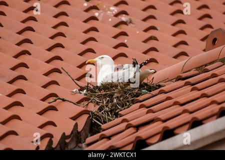 Herring gull Larus argentatus, sitting on nest built on tiled roof of dwelling house in coastal town, Yorkshire, June. Stock Photo