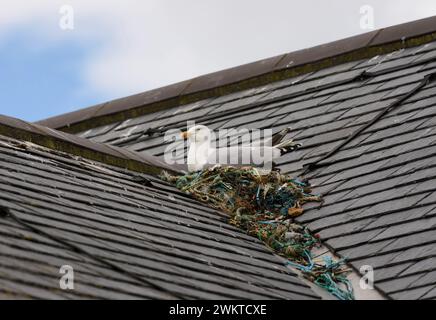Herring gull Larus argentatus, sitting on nest built of nylon rope and other fishing related materials on slate roof of commercial building, coastal f Stock Photo