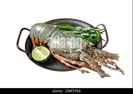Cooking Spiny lobster or sea crayfish with herbs and spices. Isolated on white background Stock Photo