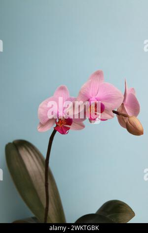 Pink Orchid with delicate petals  and bud on blue background, pink orchid with leaves macro, flower head, beauty in nature, exotic flower vertical, fl Stock Photo