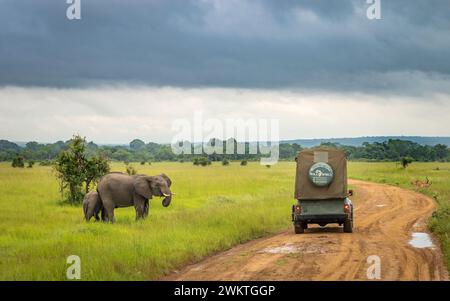 A tourist jeep on safari stops by a female African elephant (Loxodonta africana) and her calf in Mikumi National Park in southern Tanzania. Stock Photo
