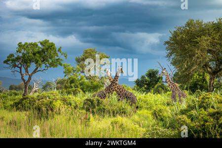 Three Masai giraffe (giraffa camelopardalis tippelskirchi) in Mikumi National Park in southern Tanzania. The Masai giraffe is listed as endangered. Stock Photo
