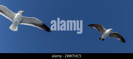 Seagull flying in Bariloche in summer, Argentina, South America Stock Photo