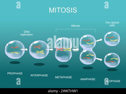 Mitosis stages from Interphase, Prophase, and Prometaphase to Metaphase, Anaphase, and Telophase. Cell division. Cell life cycle. Vector illustration. Stock Vector
