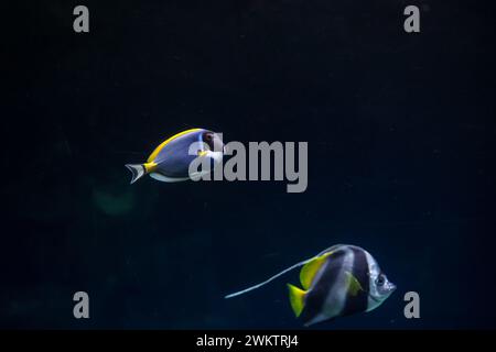 Powderblue Surgeonfish, Powder-Blue Tang (Acanthurus leucosternon) Stock Photo