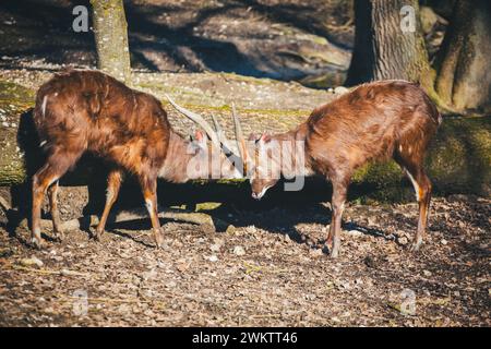 Forest Sitatunga, Marshbuck (Tragelaphus spekii gratus) Stock Photo