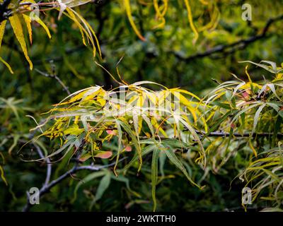 Close-up of the green leaves of Japanese Maple, Koto No Ito  as they begin to turn yellow in Autumn Stock Photo