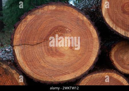 Cross section of the sawn trunk of a spruce tree, showing annual rings Stock Photo