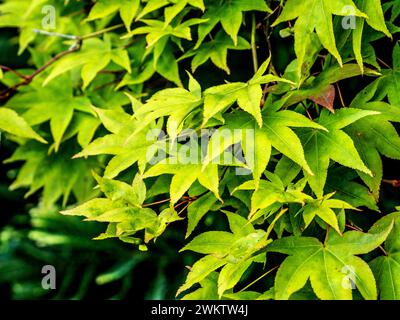 Close-up of the green leaves of a Japanese Maple in summer. Stock Photo