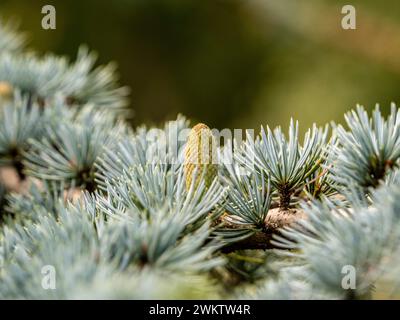 Close-up of the needles and cone on a Blue Atlas Cedar growing in a garden Stock Photo