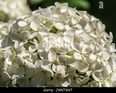 Close-up of a white flowerhead of Hydrangea arborescens Annabelle. Stock Photo