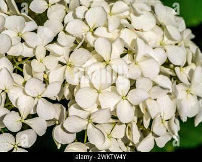 Close-up of a white flowerhead of Hydrangea arborescens Annabelle. Stock Photo