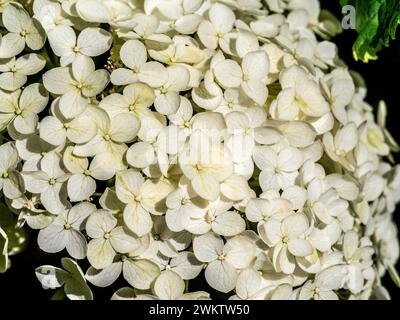 Close-up of a white flowerhead of Hydrangea arborescens Annabelle. Stock Photo