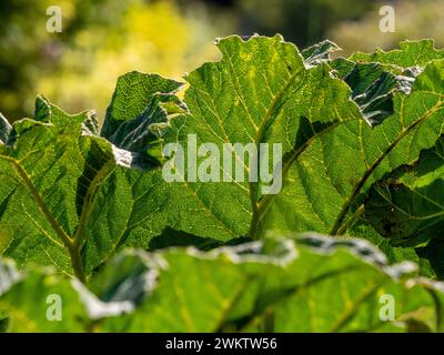 Close-up of the backlit leaves of Gunnera × cryptica a plant now banned from British Gardens. Stock Photo