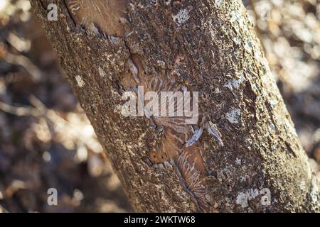Leafing Bark With Traces Of Ash Beetle On Dead Boar Stock Photo