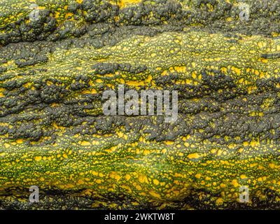 Close-up of the green and yellow textured skin of a marrow. Stock Photo