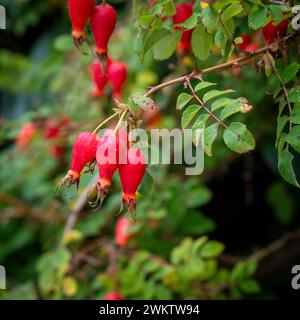 Rosehips growing in a UK garden in Autumn Stock Photo