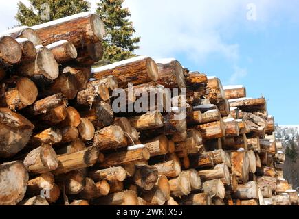 cut logs stacked in a high pile with snow on top ready to be sawn and processed in sawmill in mountains Stock Photo