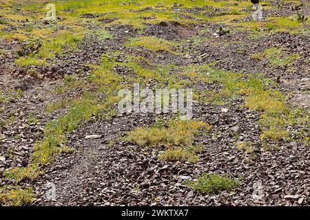 Sedimentation and stone drag with green vegetation sprouting between the stones. Landscape of northwest Argentina, in the town of Purmamarca, province Stock Photo