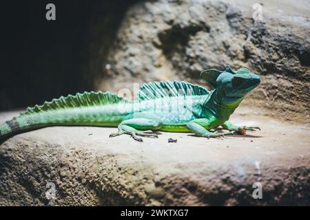 Double Crested Basilisk, Green Basilisk, Jesus Christ Lizard (Basiliscus plumifrons) Stock Photo