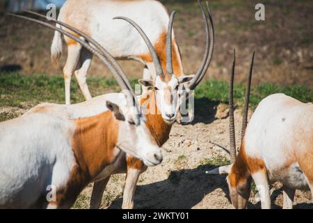 Sahara Oryx (Oryx dammah) Stock Photo