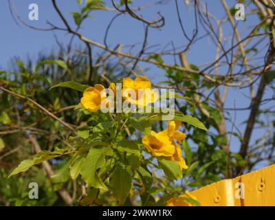 tecoma stans, yellow bells flowers in caribbean islands Stock Photo