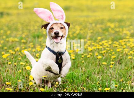 Happy Easter dog wearing bunny ears in spring meadow Stock Photo