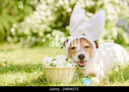 Funny dog with Easter bunny ears, dyed Easter eggs in grass and white flowers in basket Stock Photo