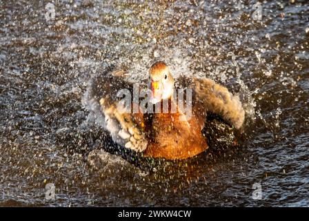 Bird bathing Stock Photo
