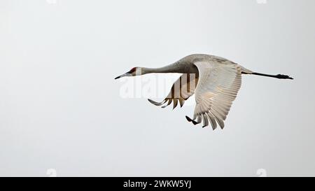 One sandhill crane flying from left to right with a white sky background Stock Photo