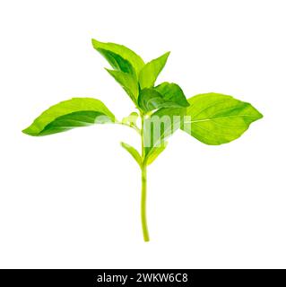 fresh green basil herb. Isolated without shadow. Macro shot of fresh green basil leaves isolated on white background.Bush of the green basil . Stock Photo