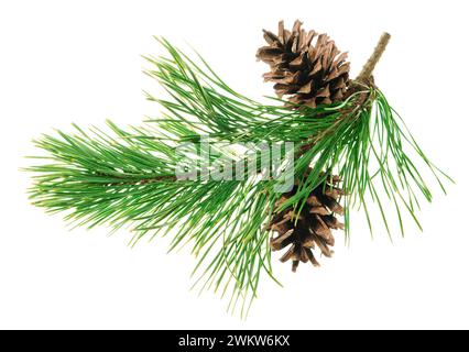 Green pine branches with cones. isolated. Beautiful Christmas forest holiday decor. Medicines are used to treat many diseases. New Year. Nature. natur Stock Photo
