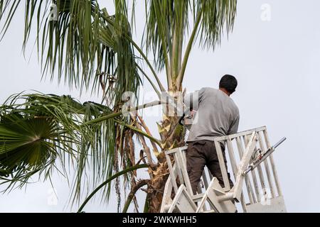 Worker pruning a palm tree with a tree saw Stock Photo