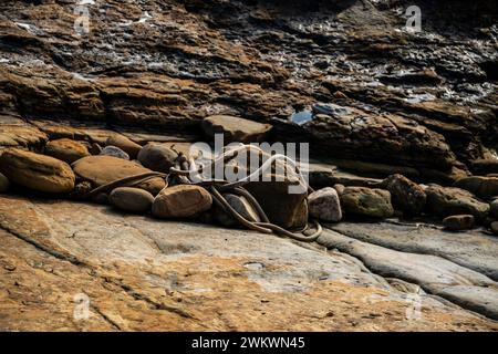 The combination of kelp and stones gives the appearance of an octopus along Weston Beach on the south side of Point Lobos. Stock Photo