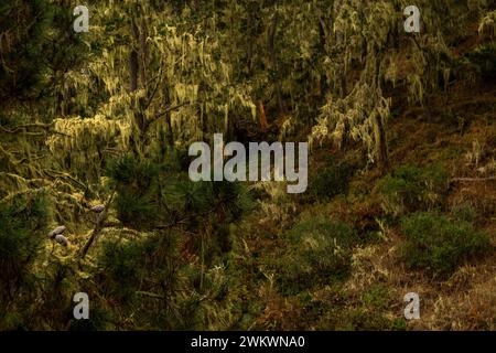 Lichens and pines at the top of Inspiration Point in the Palo Corona Regional Park; Carmel Valley, California Stock Photo