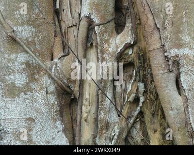 From near the trunk of the banyan tree it becomes a parasite on other plants Stock Photo