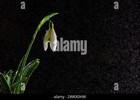 The snowdrop is beautiful, delicate, with bell-shaped flowers on a black background Stock Photo