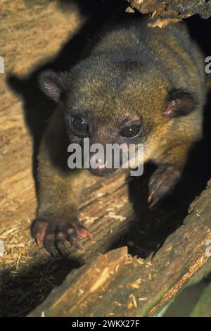 Kinkajou, ( Potos flavus ) also known as a Honey bear, inside a hollow tree, Maya Mountains, Belize, Yucatan, Central America Stock Photo