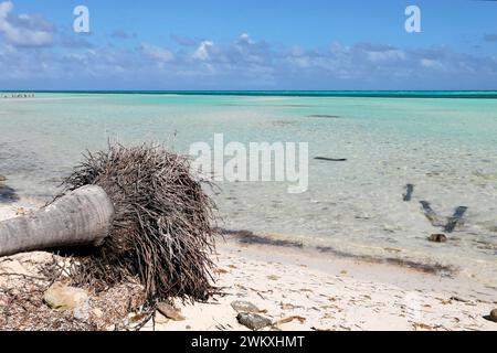 Fallen palm tree, Caya Coco, North Coast, Cuba, Greater Antilles, Caribbean, Central America, America Stock Photo