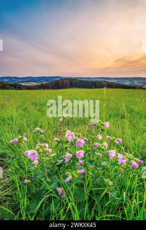 A musk-mallow (Malva moschata) in a meadow in the Weserbergland, portrait format, landscape photograph, nature photograph, sunset, evening mood, Goldb Stock Photo