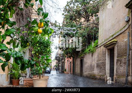 Lemon tree on street in Rome, Italy Stock Photo