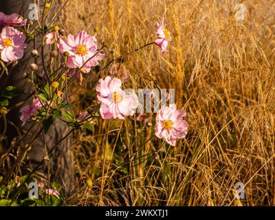 Anemone tomentosa Robustissima, or Grapeleaf Anemone in flower during the autumn Stock Photo